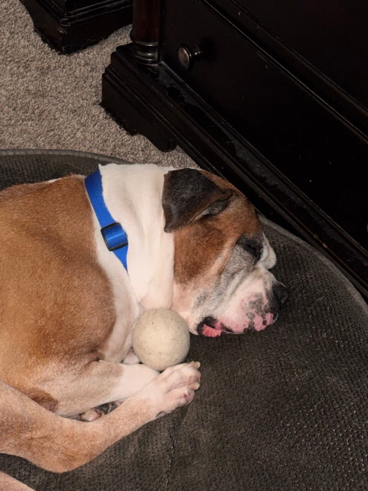 Diesel IX, adoptable senior dog