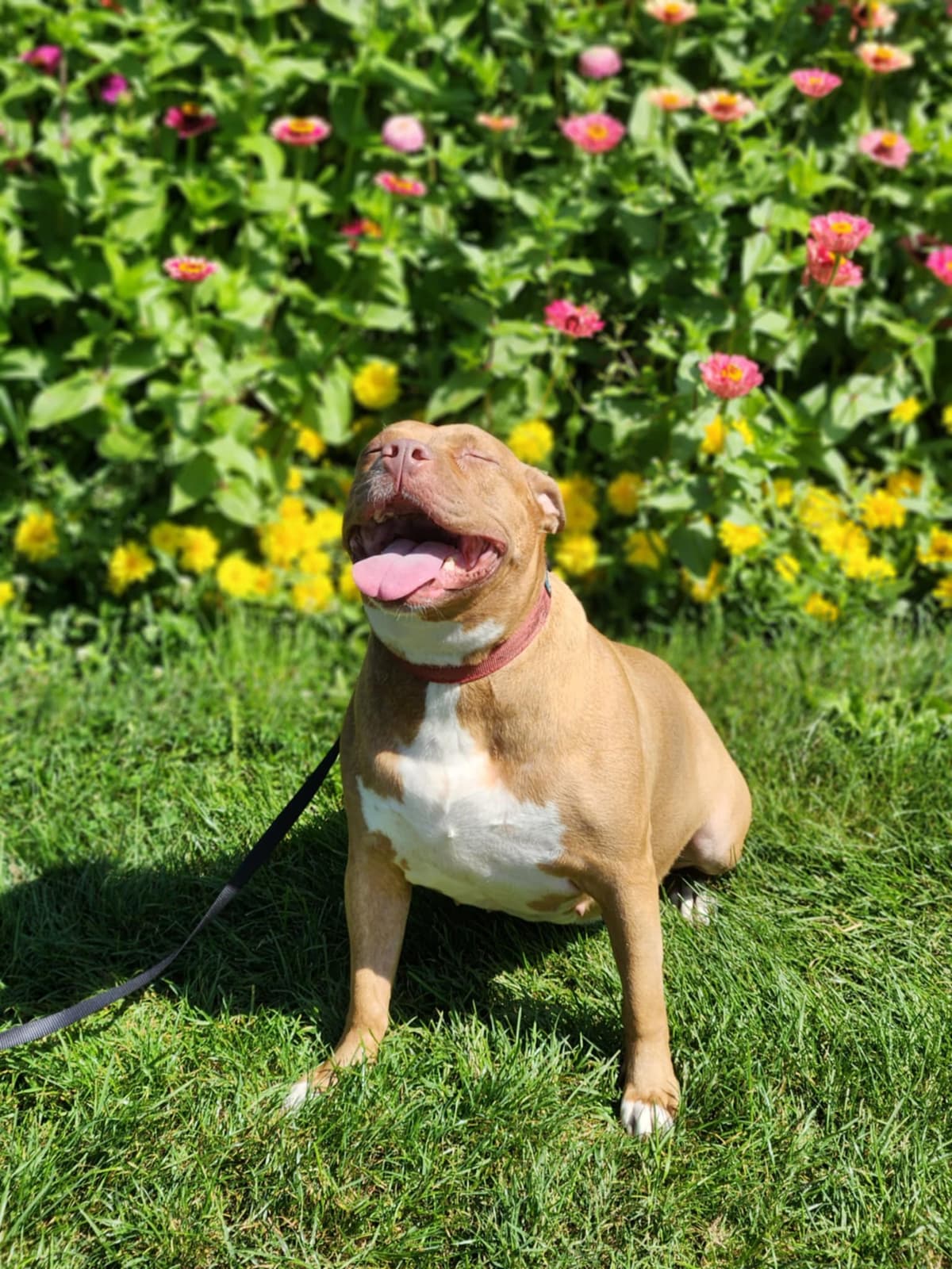 Penny, adoptable senior dog in WI