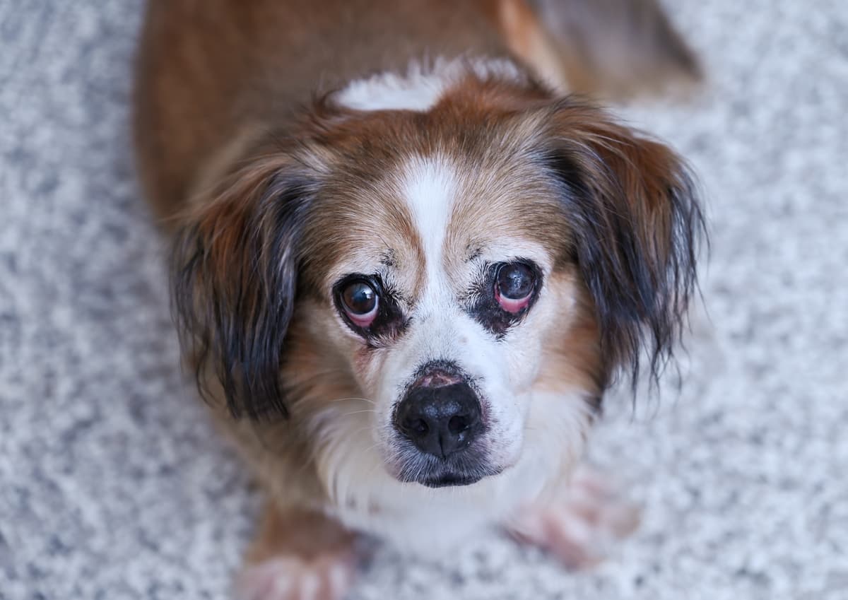 Muffin Man, adoptable senior Spaniel Mix in Chattanooga, TN