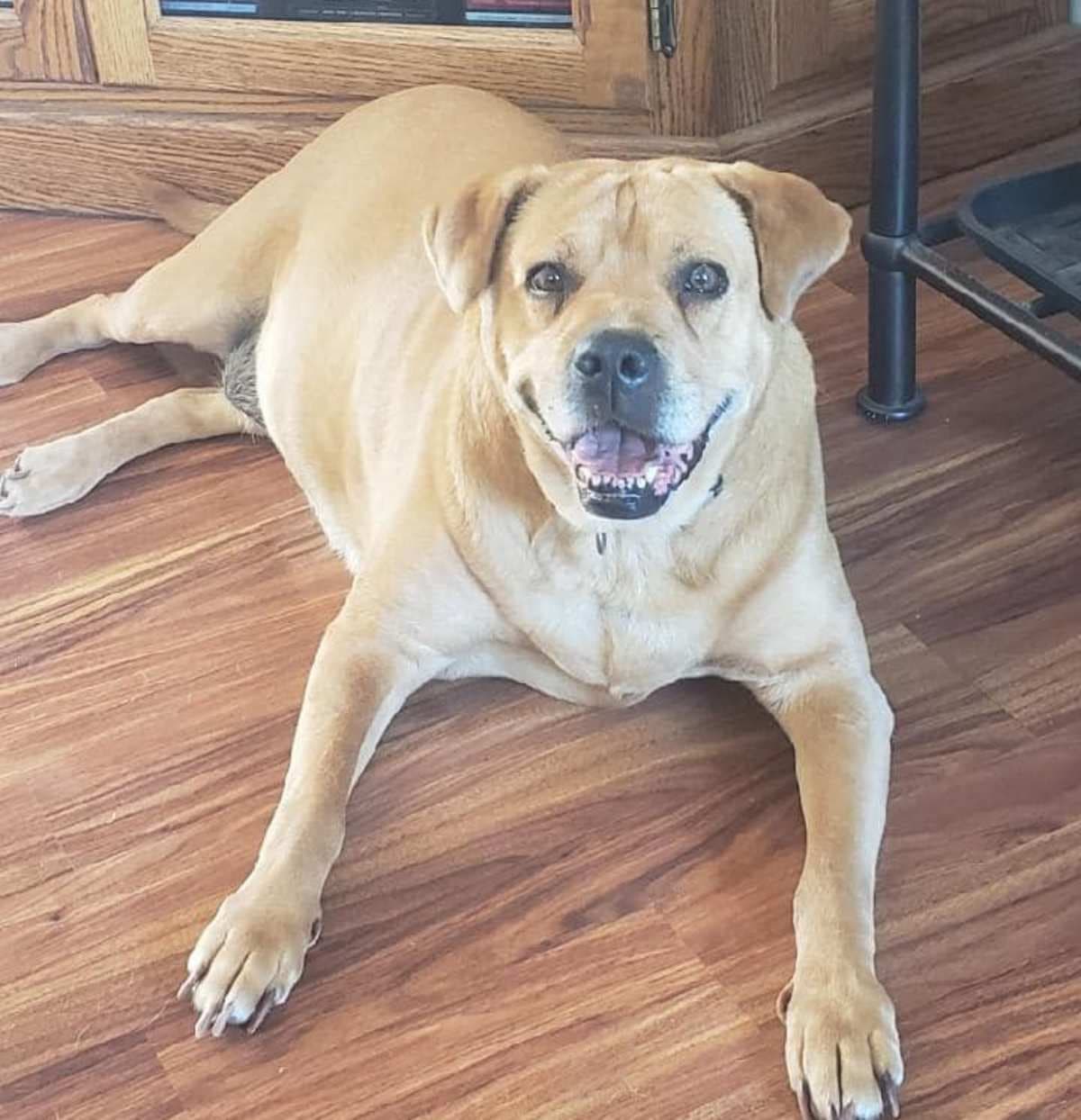 Sissy, adoptable senior Shar Pei in Holland, MI