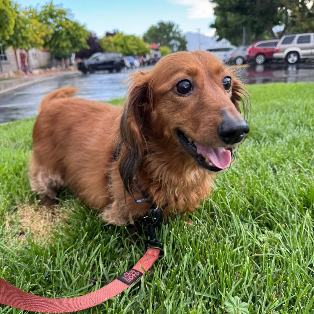 Choco, adoptable senior Dachshund, Standard Long Haired