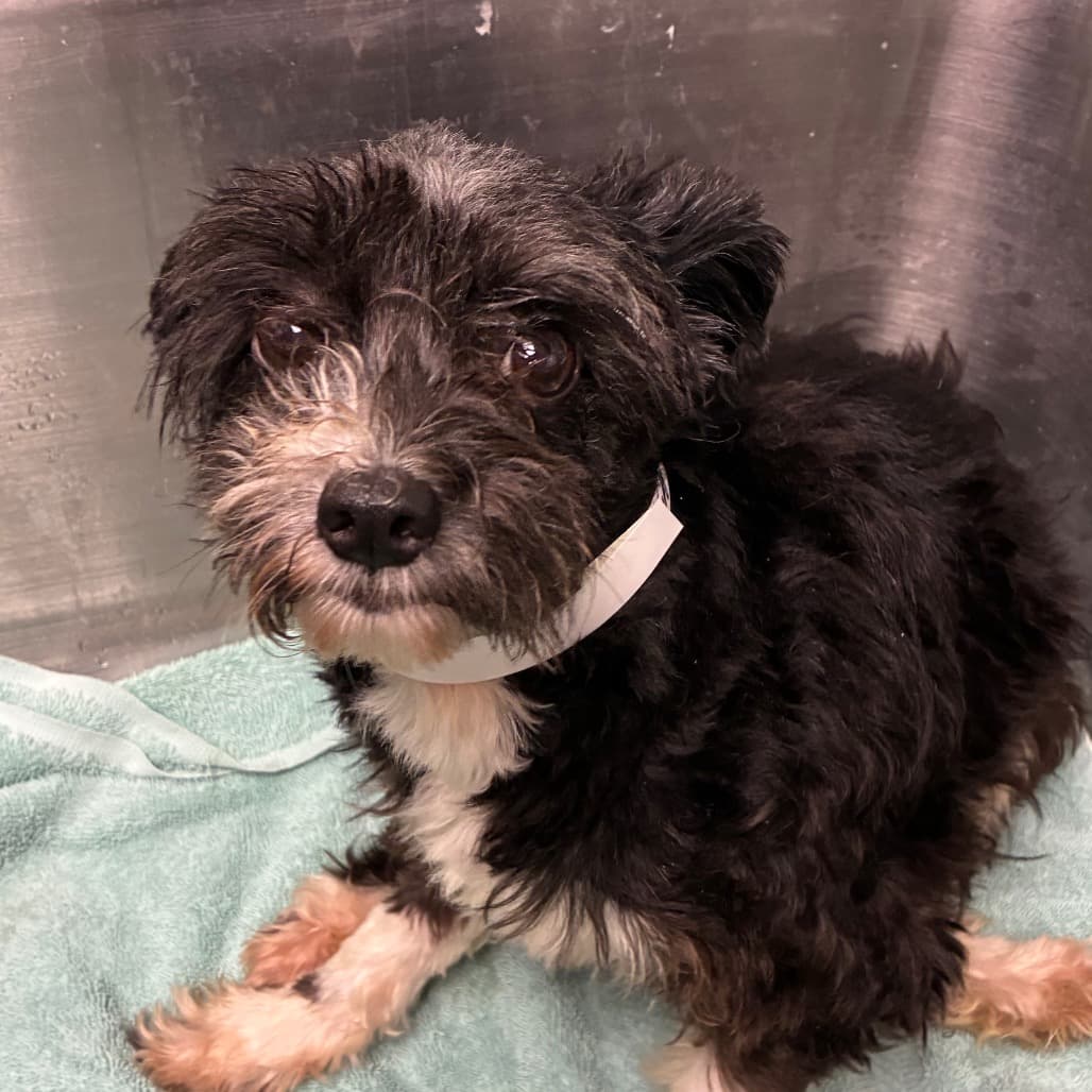 Judy, adoptable senior Schnauzer / Mix