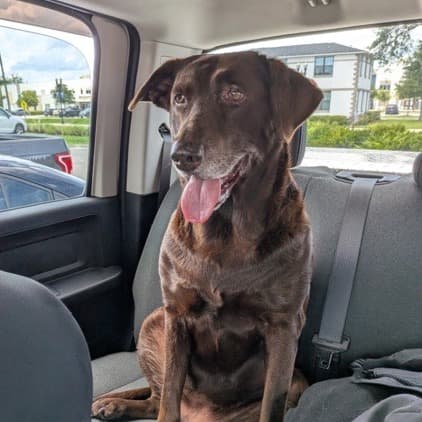 Cola, adoptable senior Mixed Breed (Large)