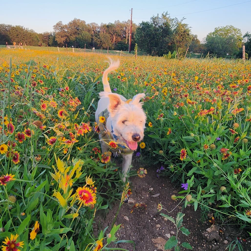 Scrappy, adoptable senior Terrier, Cairn / Mix