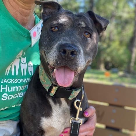 Delightful, adoptable senior Mixed Breed (Medium)