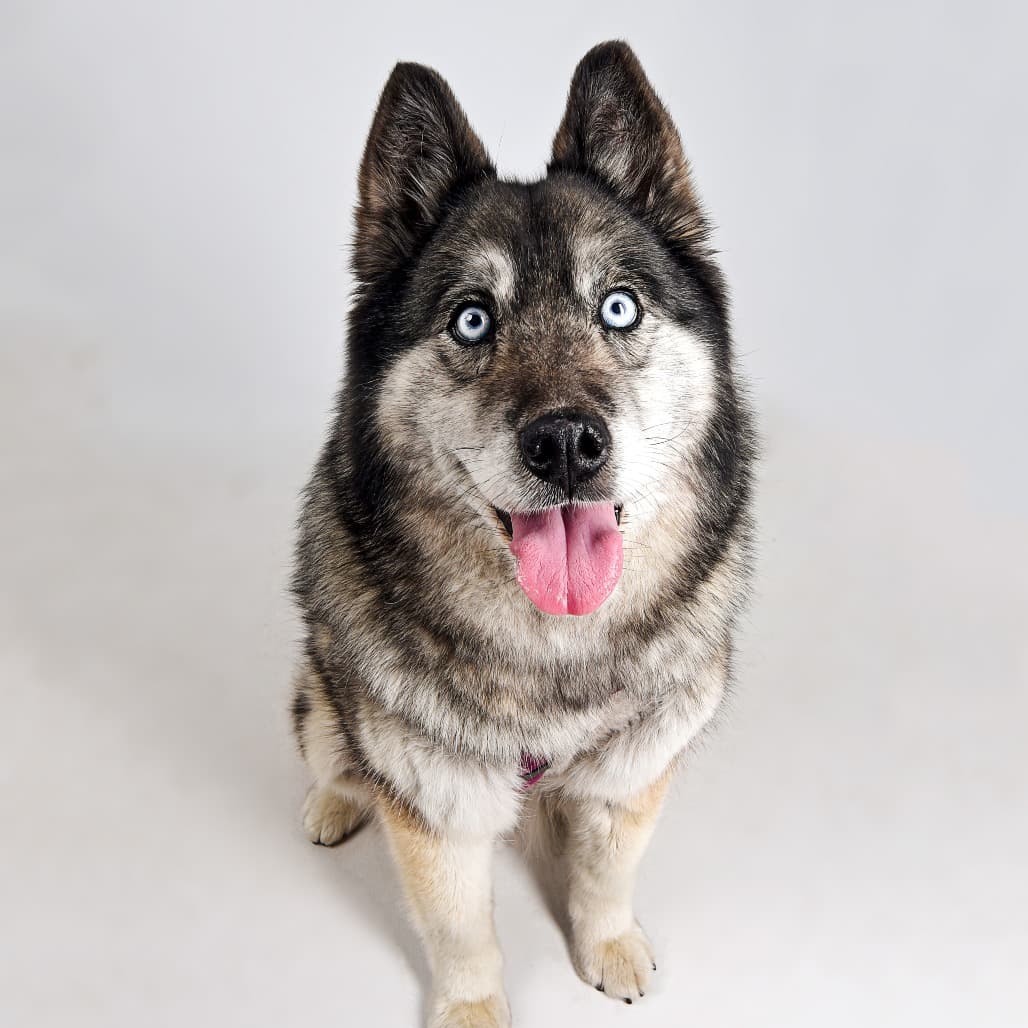 Bella, adoptable senior Husky