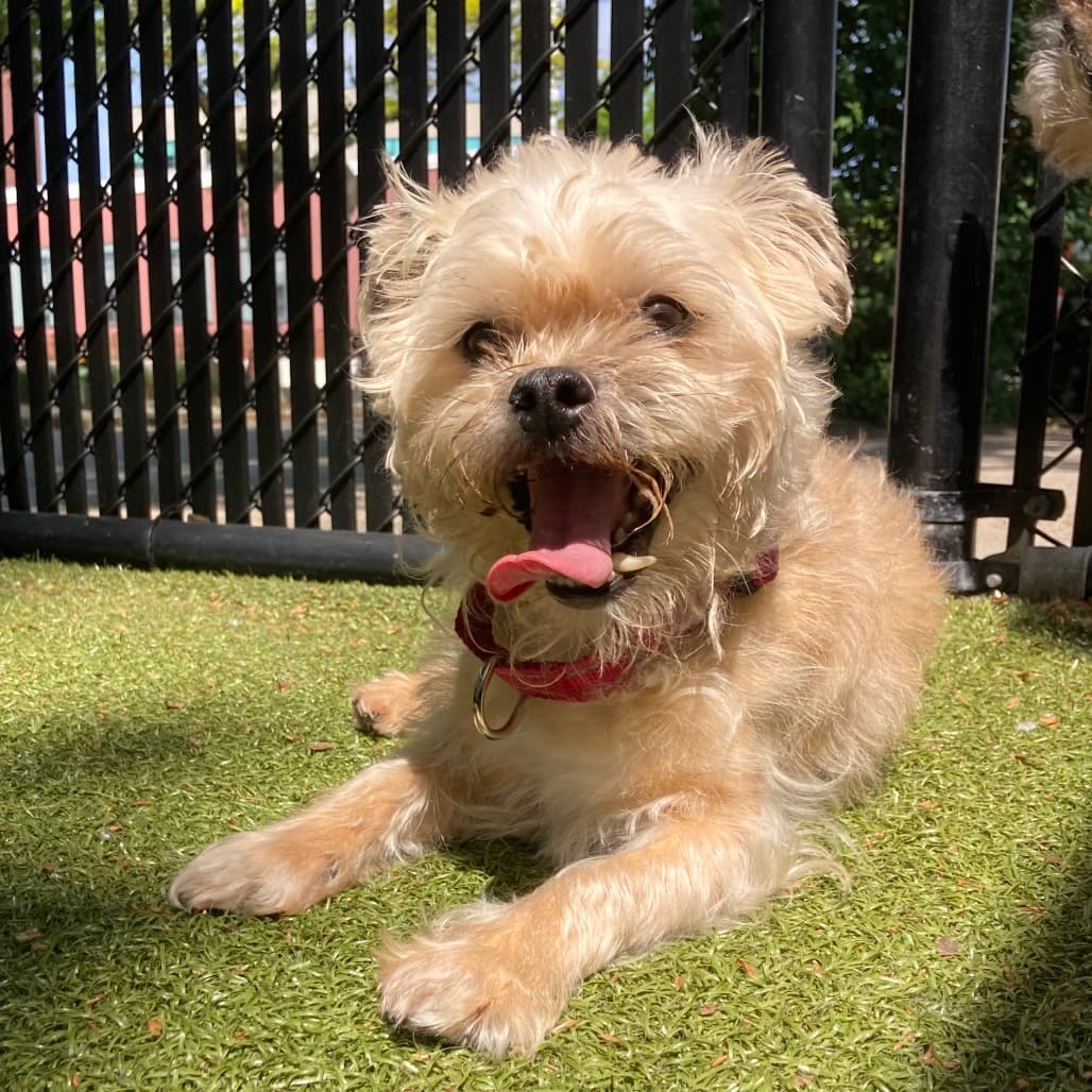 Scooby, adoptable senior Lhasa Apso / Mixed Breed (Small)