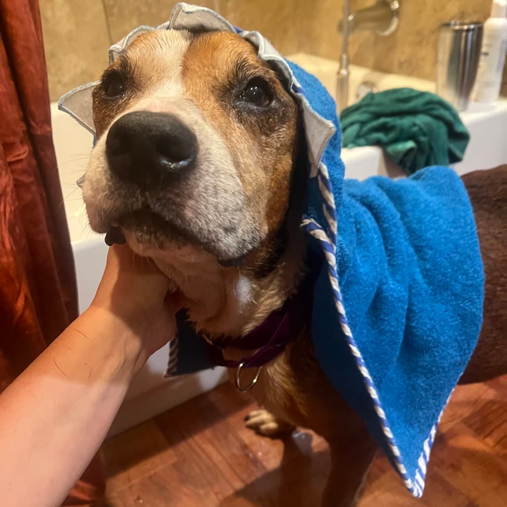 Oliver, adoptable senior Hound / Mix