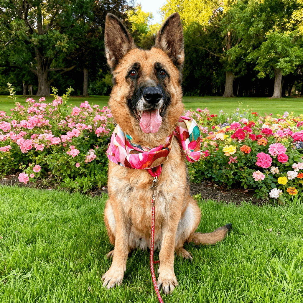 Greta Van Fleet, adoptable senior Shepherd, German