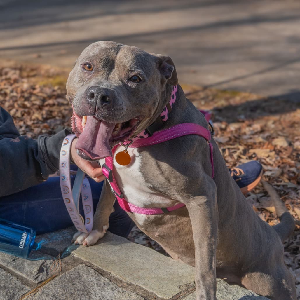 Cora (I Have a Secret Crush!), adoptable senior Mixed Breed (Large) / Mix