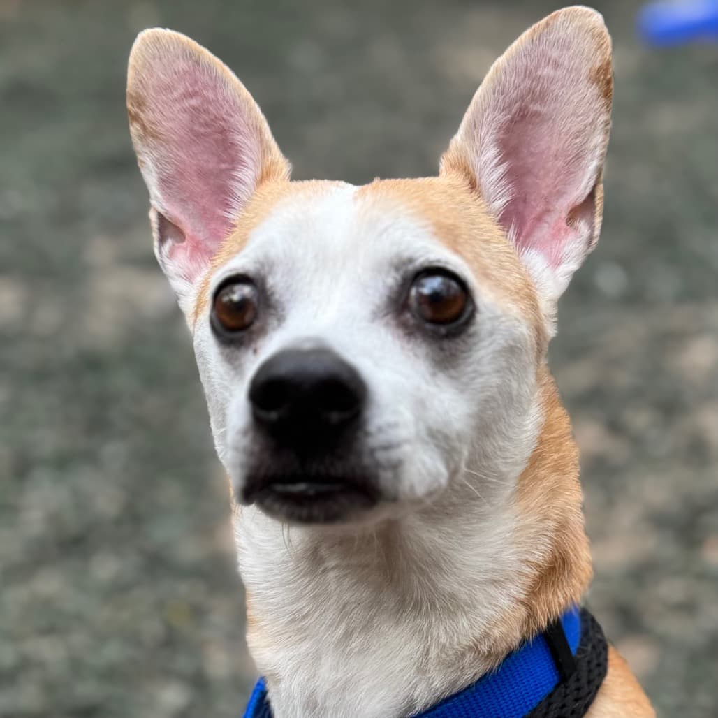 Kee-Ko, adoptable senior Mixed Breed (Small)
