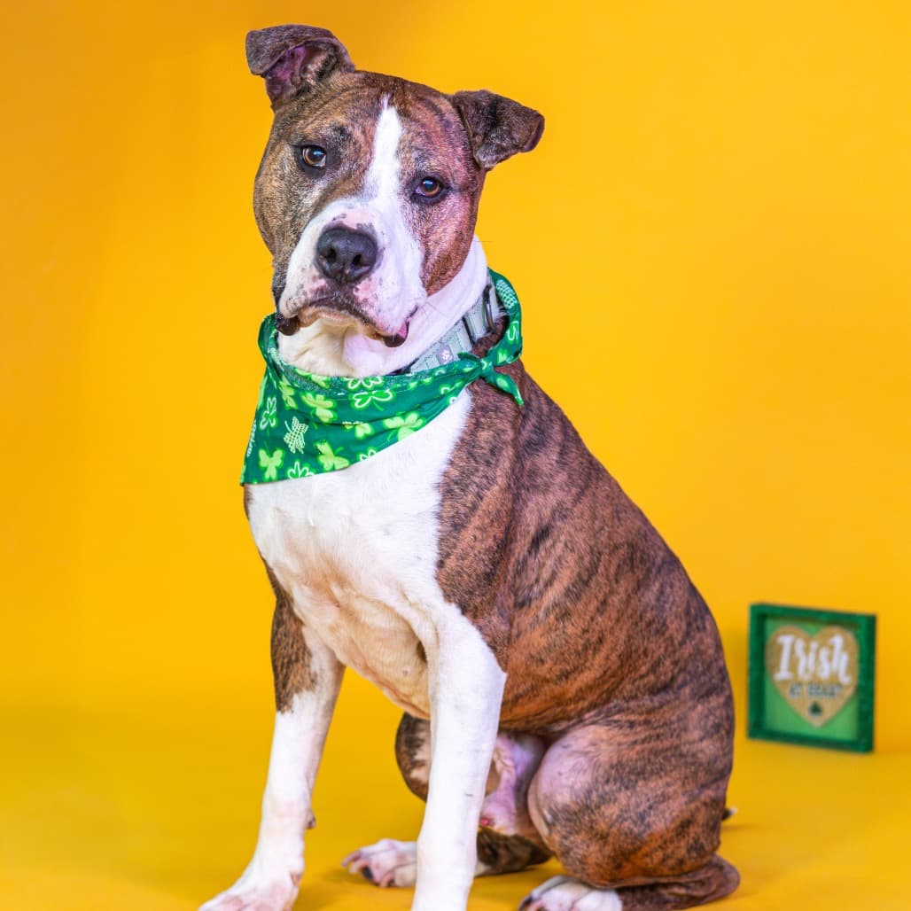 Jax, adoptable senior Boxer / Mix