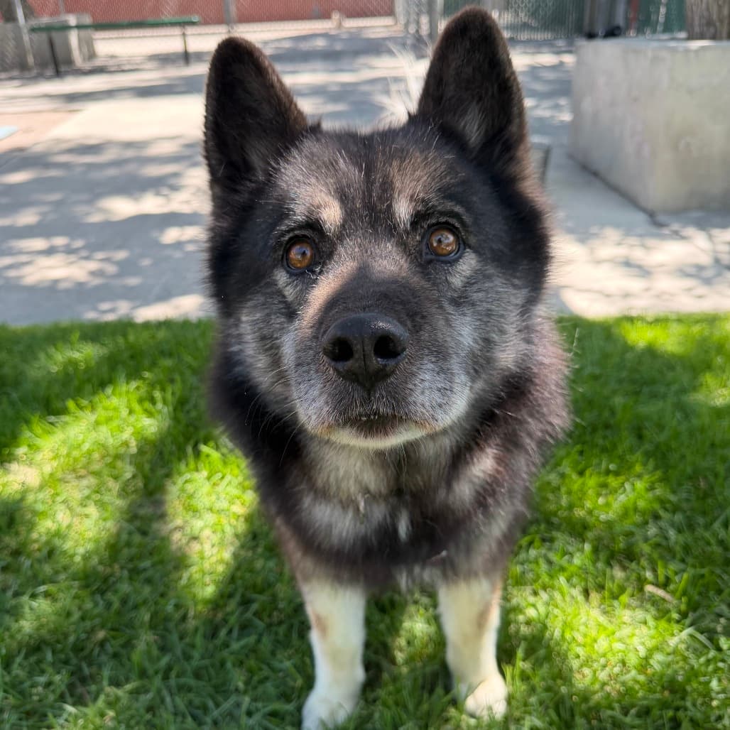 BlackJack, adoptable senior Husky