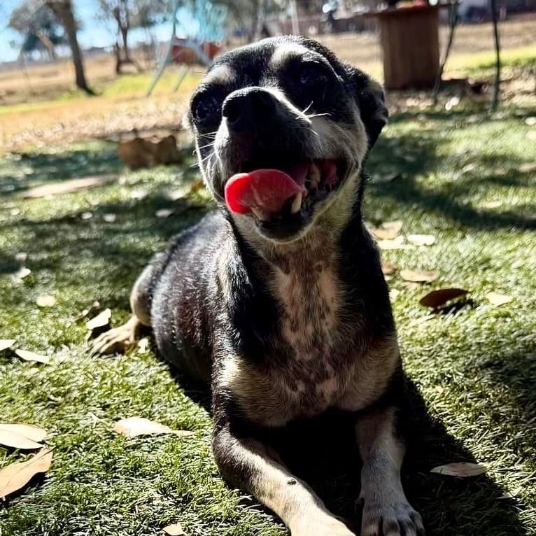 Shelby, adoptable senior Terrier / Chihuahua