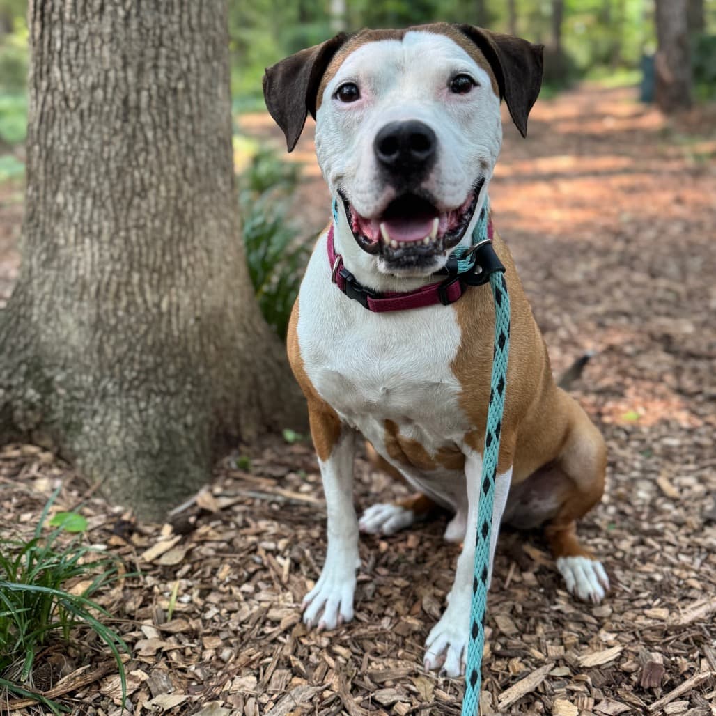 Peter "the pit" Parker (I Have a Secret Crush!), adoptable senior Terrier / Mix
