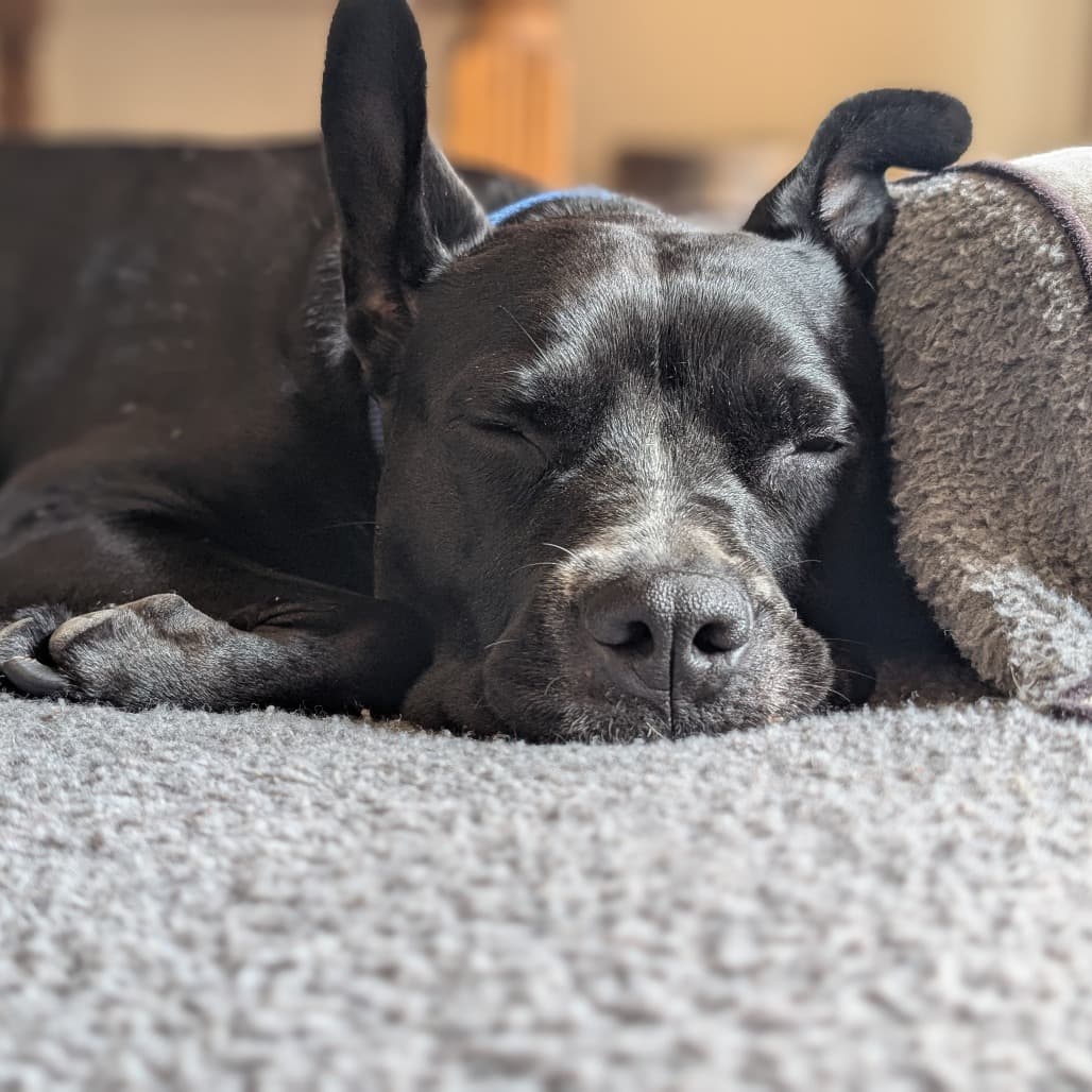 Jingle, adoptable senior Terrier, American Pit Bull