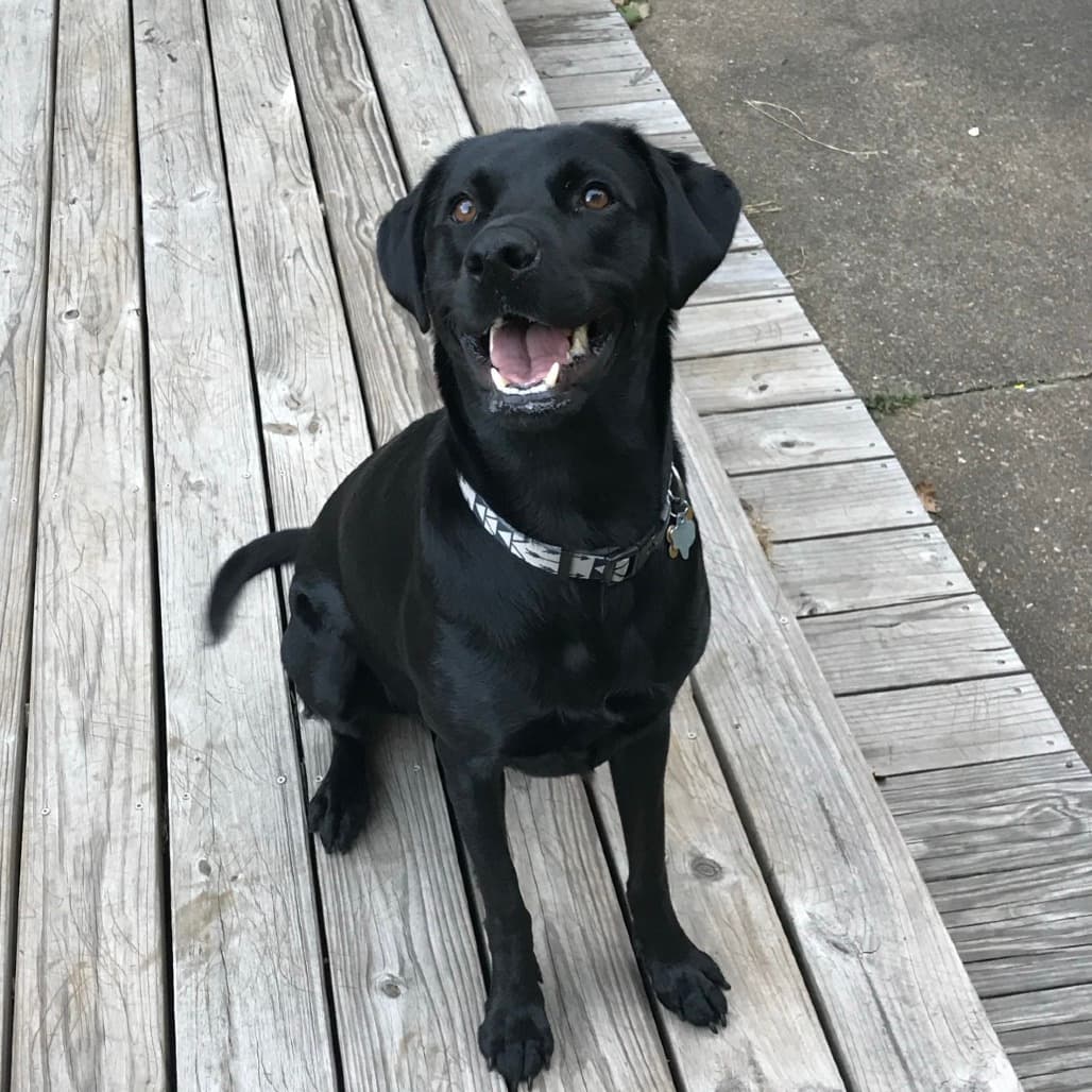 Baylor, adoptable senior Retriever, Flat-Coated / Mix