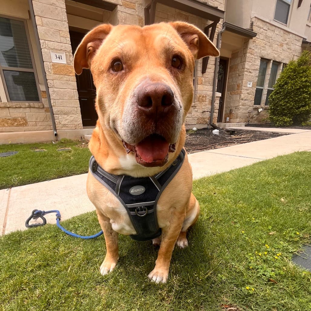 Bubba Gump, adoptable senior Mastiff / Mix