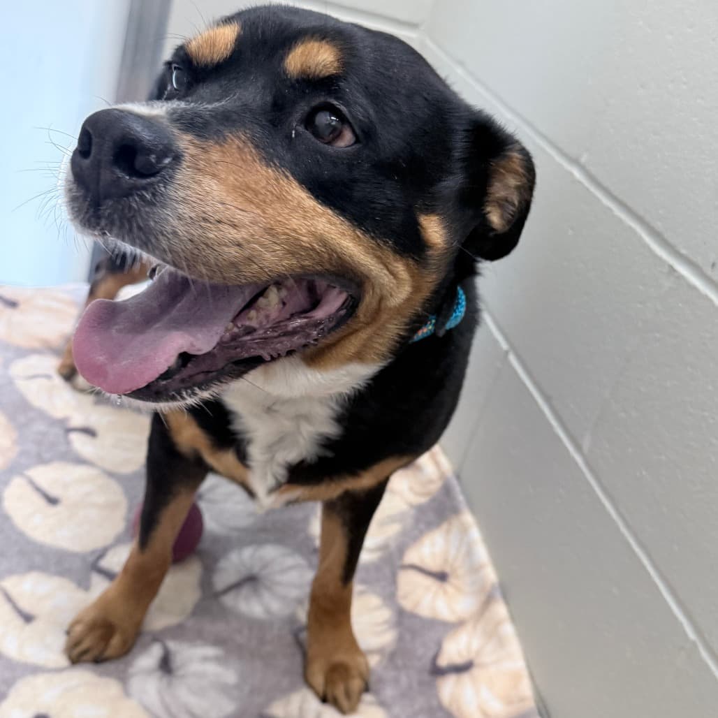 Phoenix, adoptable senior Catahoula Leopard Dog / Mixed Breed (Medium)