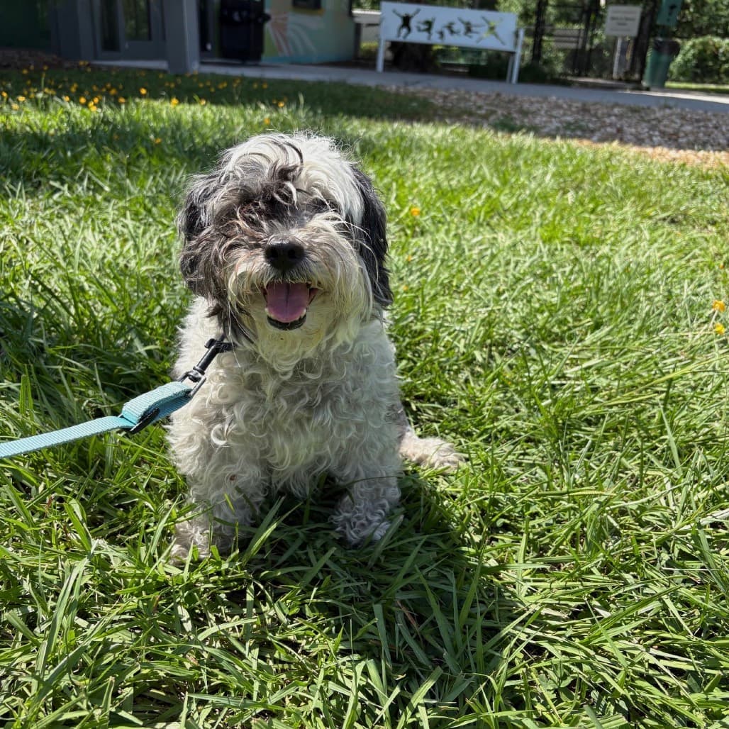 Jersey, adoptable senior Mixed Breed (Small)