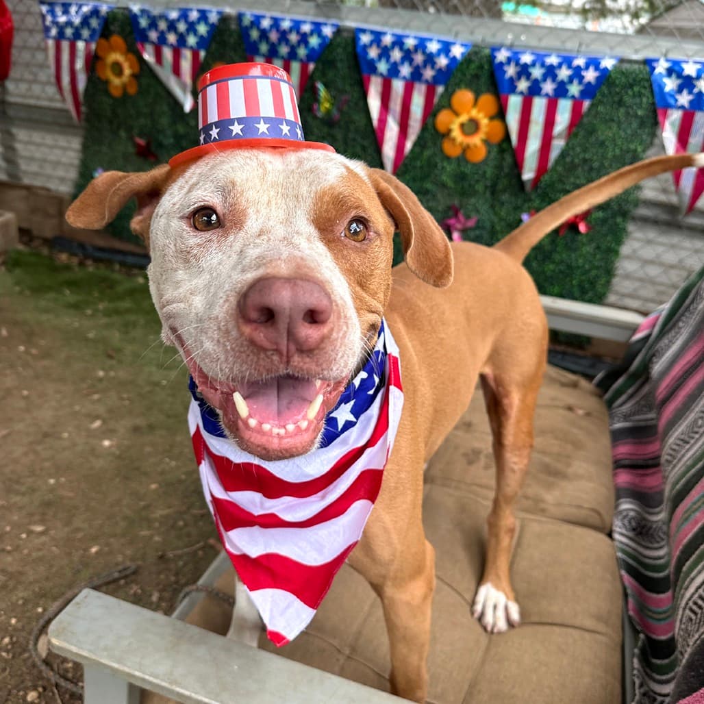 Ginger Crisp, adoptable senior Catahoula Leopard Dog / Cattle Dog, Australian (Red Heeler)