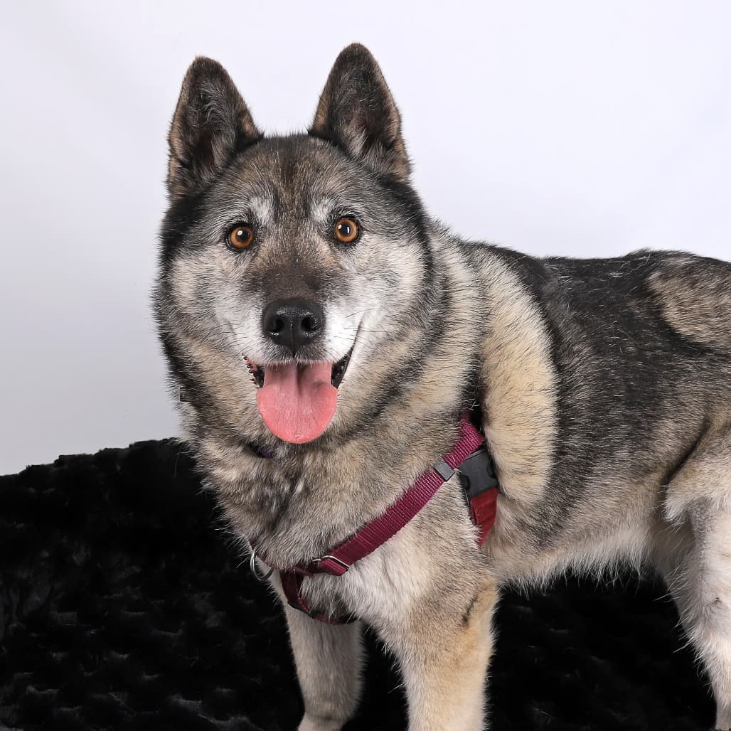 Riley, adoptable senior Husky / Mixed Breed (Medium)
