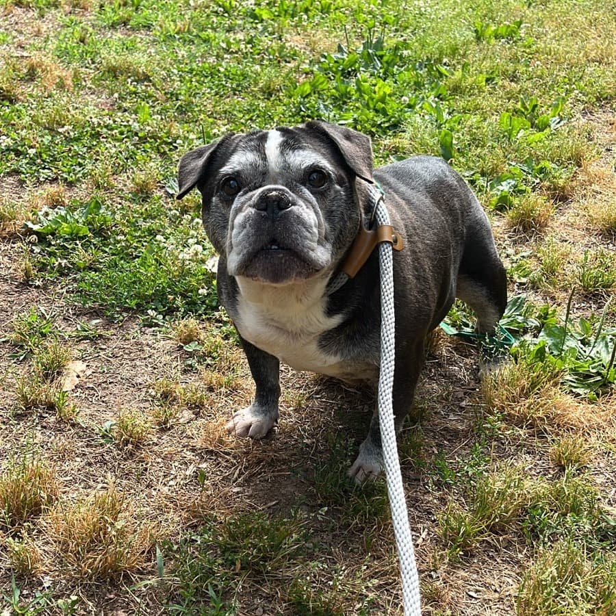 Mrs. Potts, adoptable senior Bulldog, English