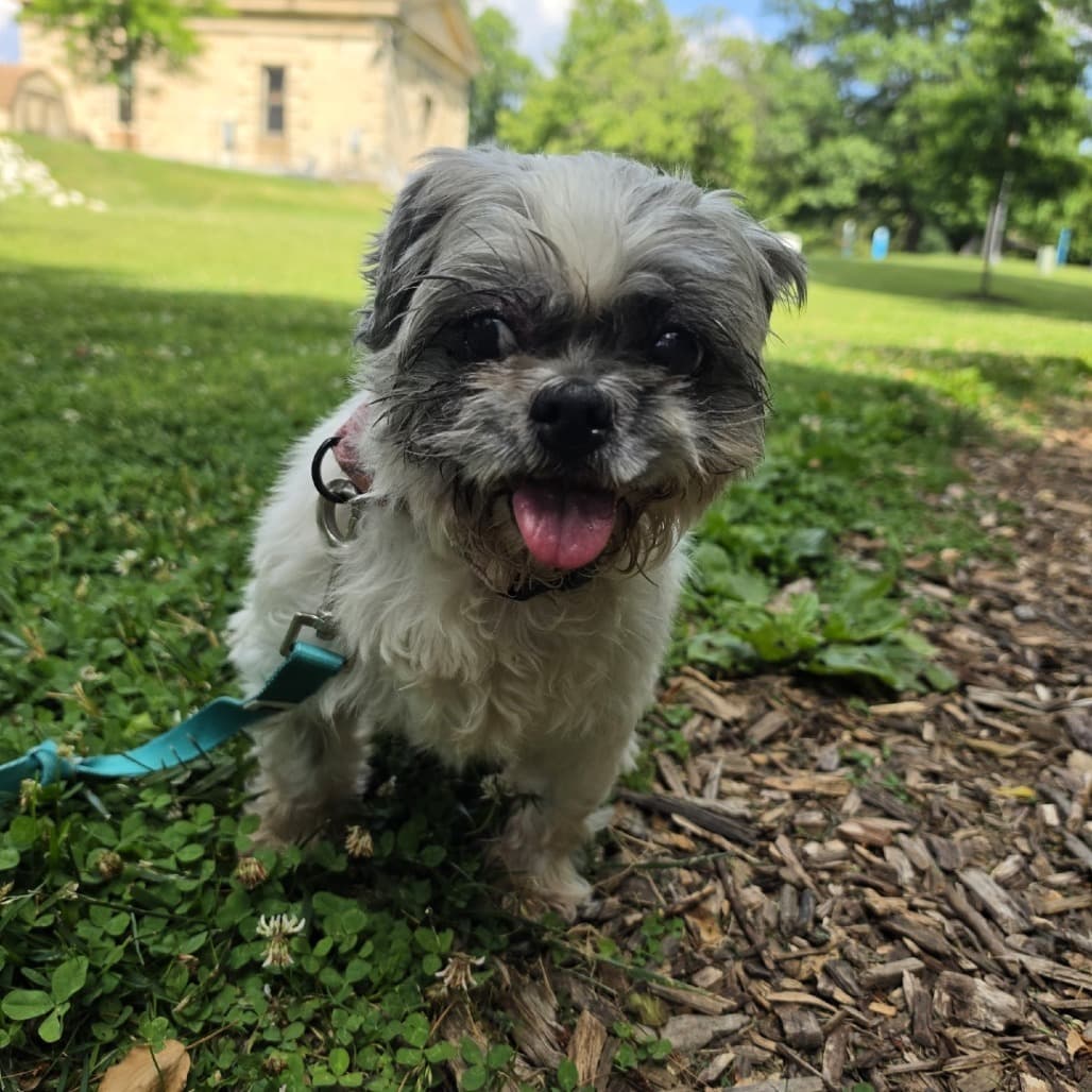 Munchkin, adoptable senior Shih Tzu