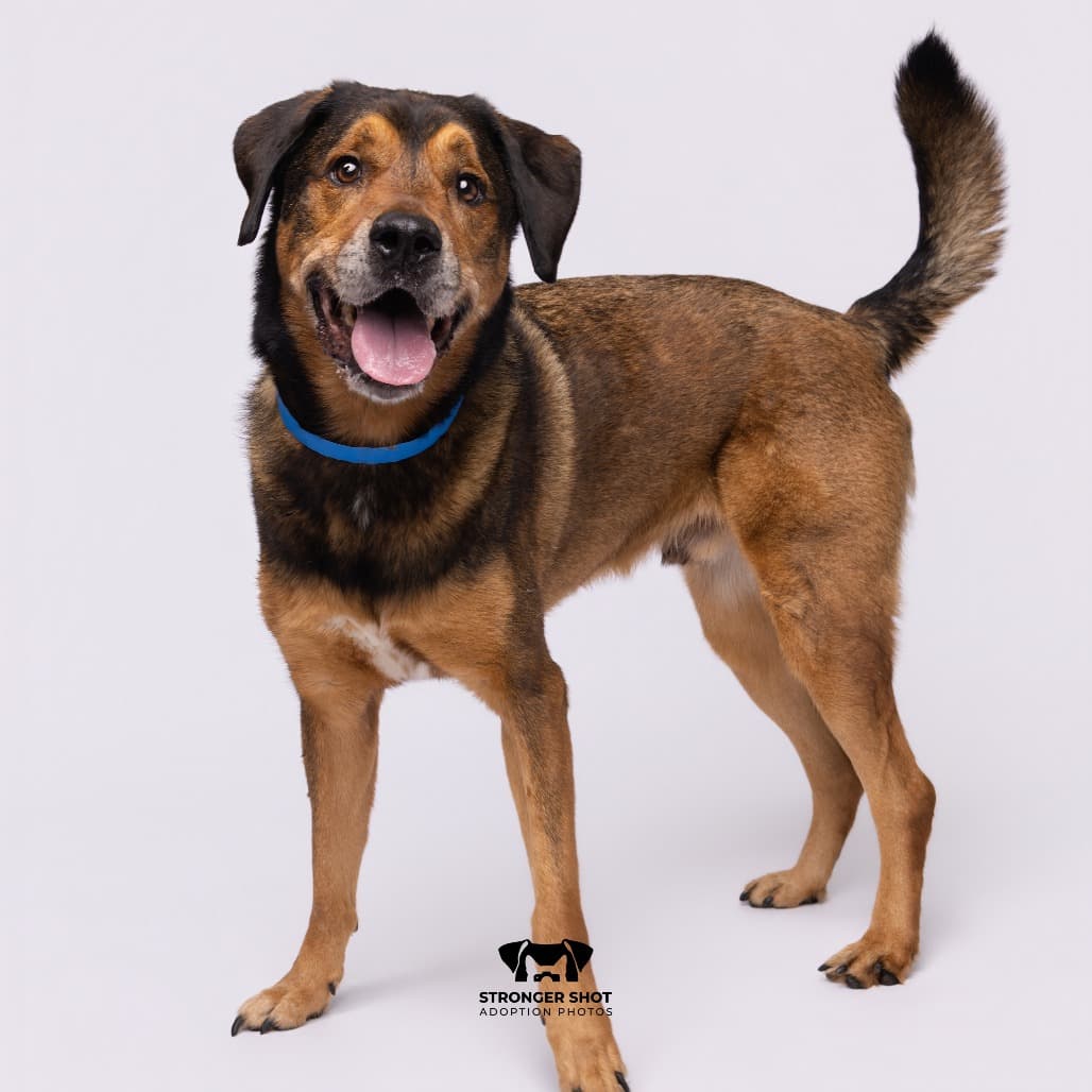Boaz, adoptable senior Shepherd / Hound