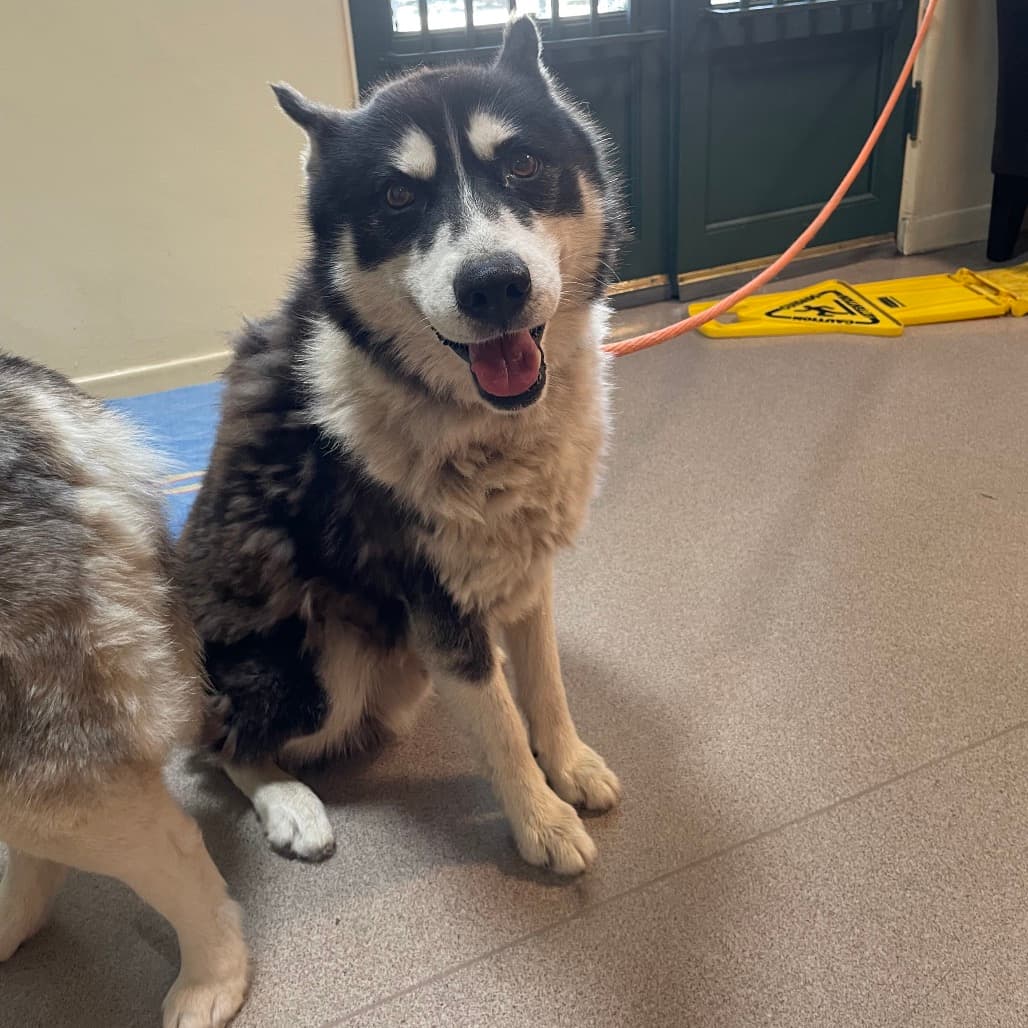 Barry, adoptable senior Husky, Alaskan