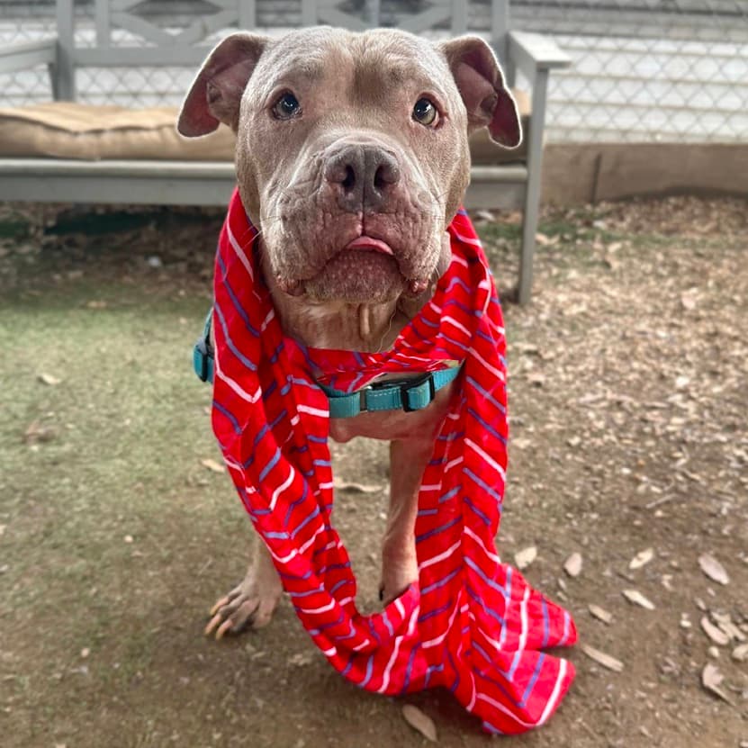 Georgiana, adoptable senior Terrier, American Pit Bull / Retriever