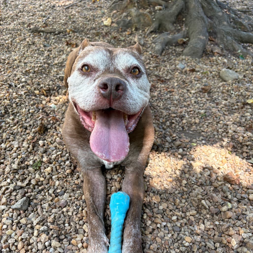 Buddy, adoptable senior Terrier, Pit Bull / Mixed Breed (Large)