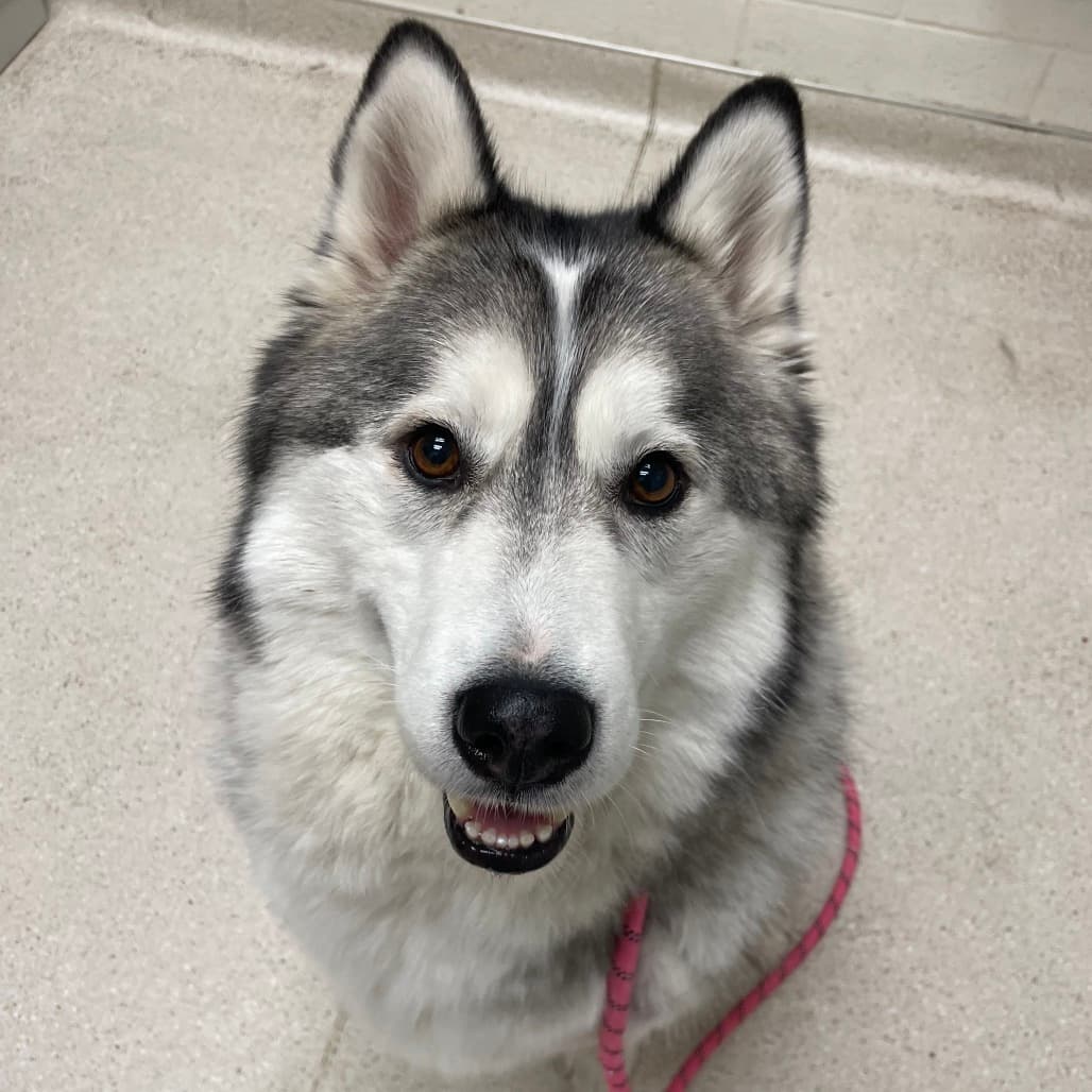 Lizzo, adoptable senior Husky
