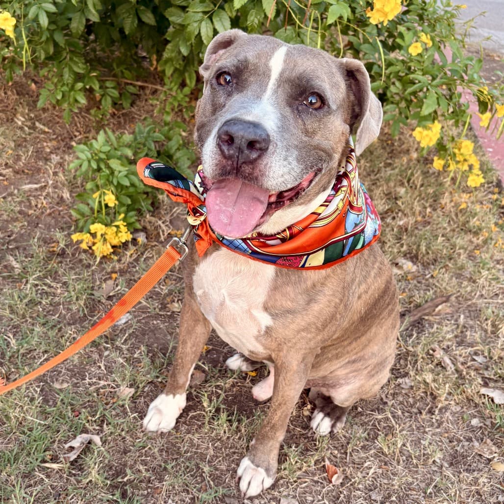 Hugh, adoptable senior Terrier, Staffordshire Bull / Terrier, American Pit Bull