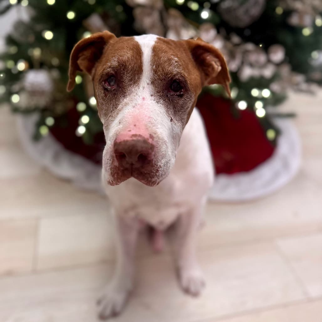 Nilo, adoptable senior Mixed Breed (Large)