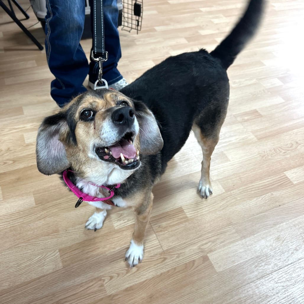 Nova, adoptable senior Beagle