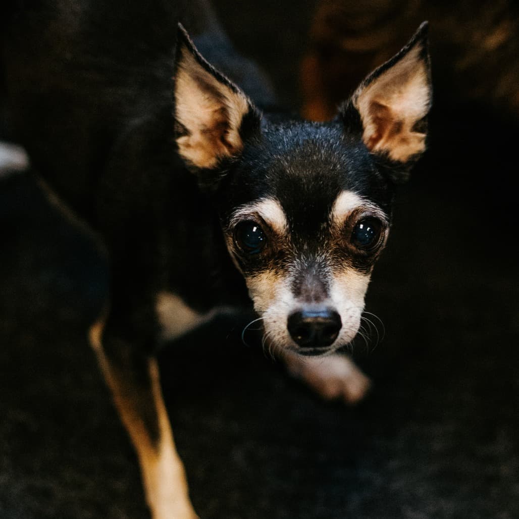 Big Foot (Hospice Program), adoptable senior Chihuahua, Short Coat