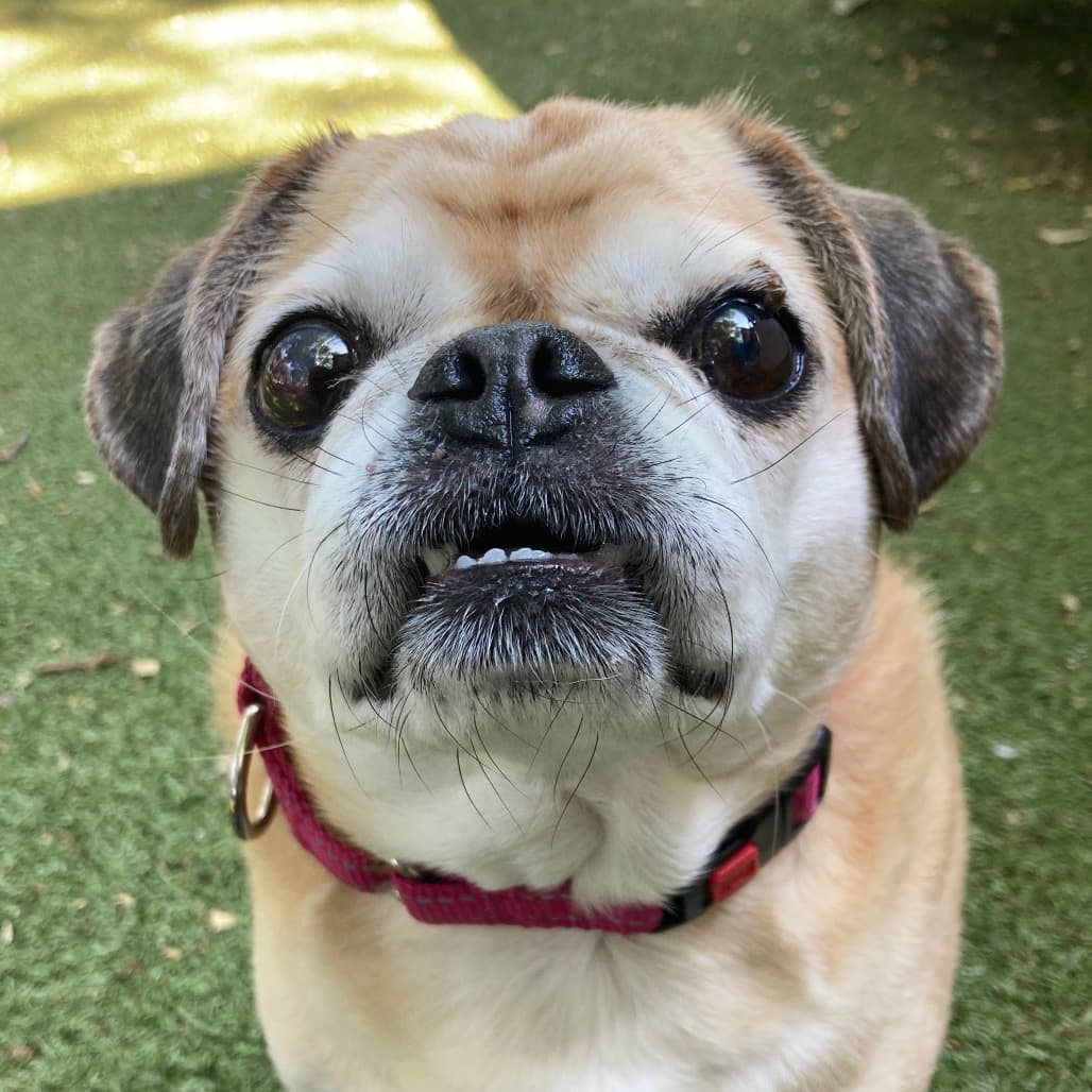 Missy Morey, adoptable senior Pug / Beagle