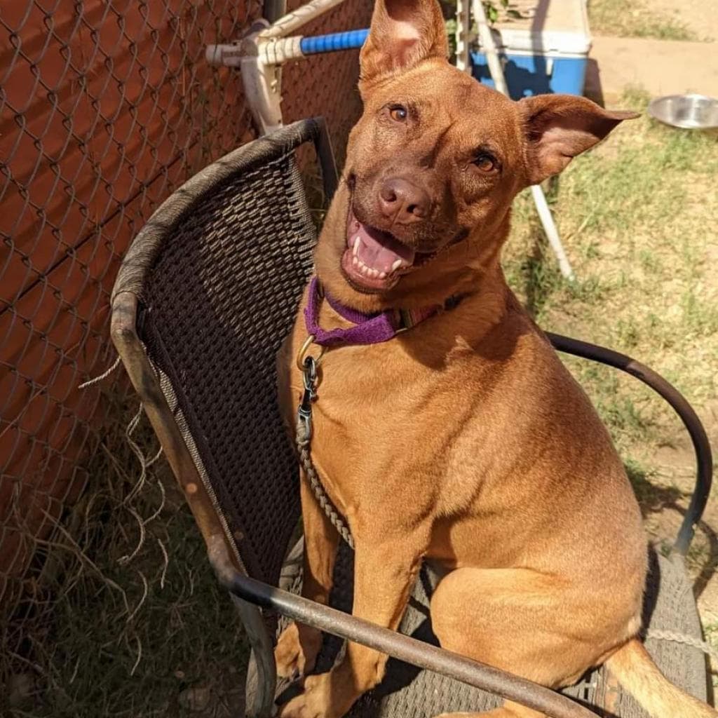 Eel, adoptable senior Basenji / Malinois, Belgian