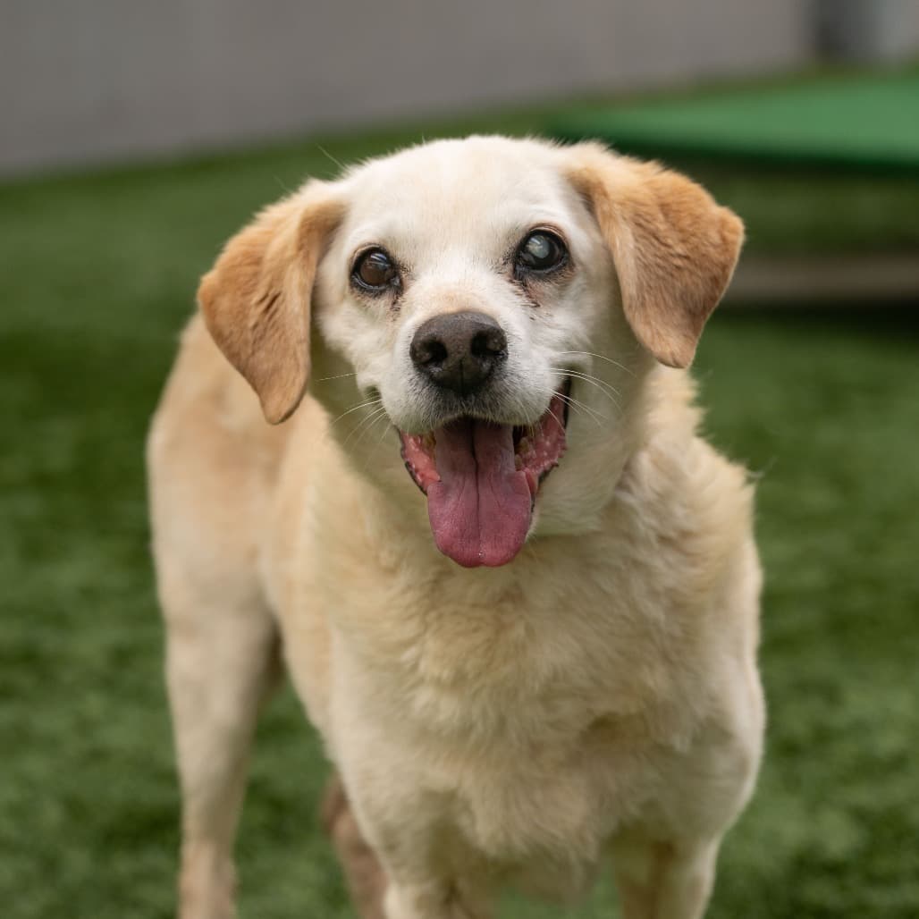 Bagel, adoptable senior Beagle