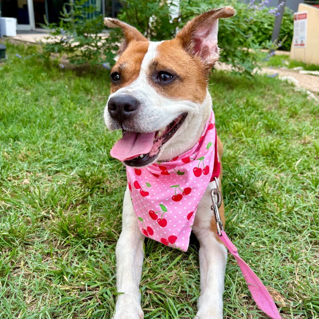 Daisy, adoptable senior Terrier / Mix