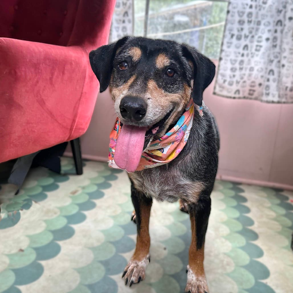 Strawberry, adoptable senior Catahoula Leopard Dog / Cattle Dog