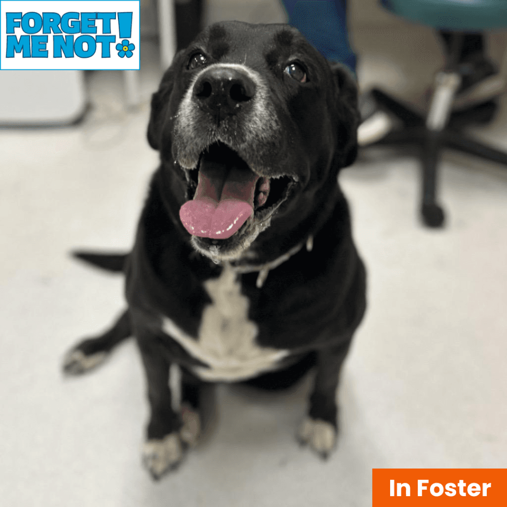 Bailey Jean, adoptable senior Retriever, Labrador