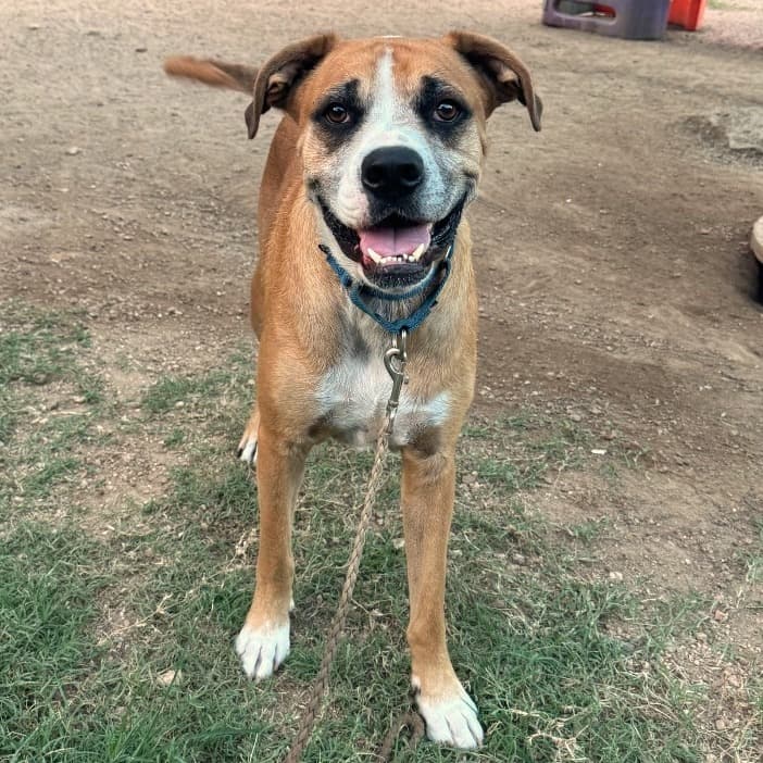 Byron, adoptable senior Boxer