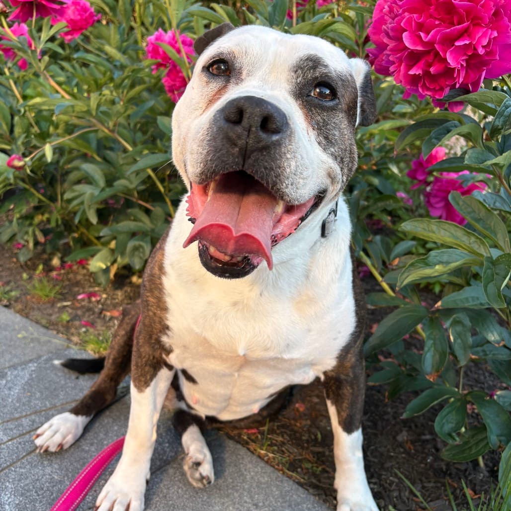 Hope, adoptable senior Mixed Breed (Medium)