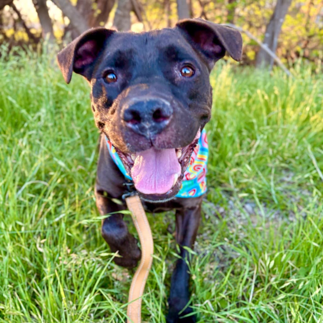 Trombone, adoptable senior Retriever, Labrador / Terrier, Pit Bull