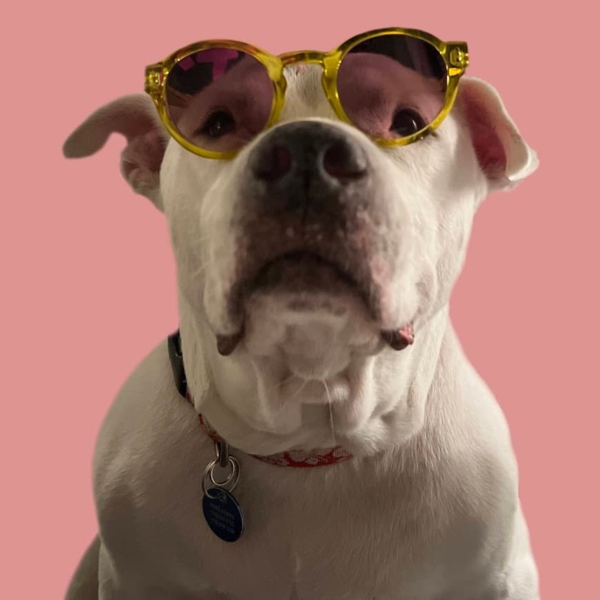 Big Papa (I Have a Secret Crush!), adoptable senior Mixed Breed (Large)