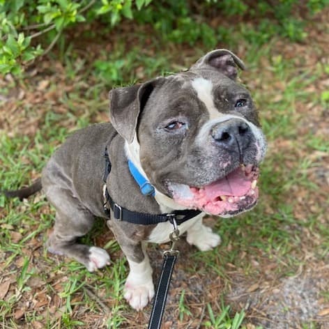 Mr Pickles, adoptable senior Mixed Breed (Medium)