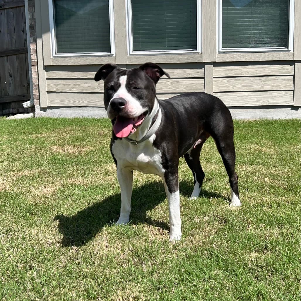 Stella, adoptable senior Terrier, American Staffordshire