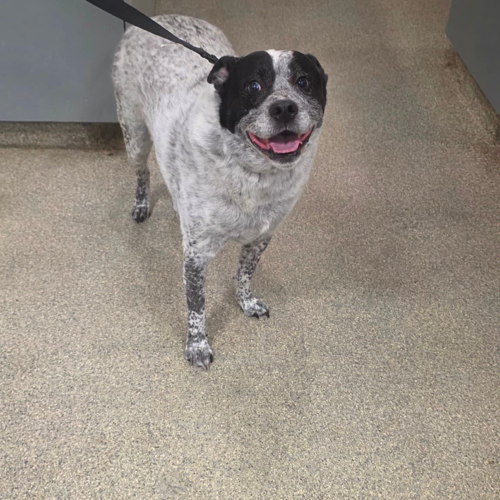 Stitch, adoptable senior Mixed Breed (Medium) / Mix